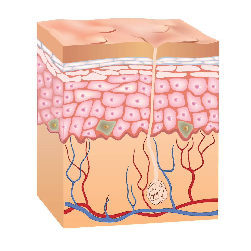 Epidermis-Modell